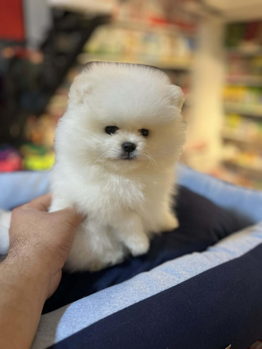 SHOW CALASS MİKROCHİPLİ TEDDY BEAR SURAT POMERANİAN BOO