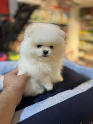 SHOW CALASS MİKROCHİPLİ TEDDY BEAR SURAT POMERANİAN BOO