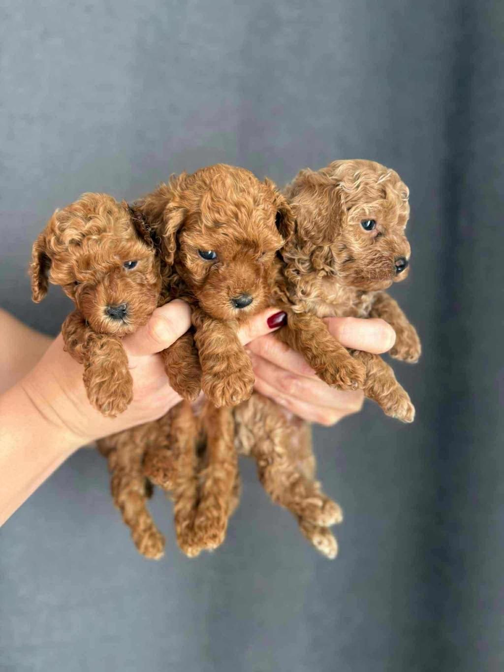 BİBLO GÜZELLİĞİNE SAHİP RED BROWN KORE POODLE YAVRULA