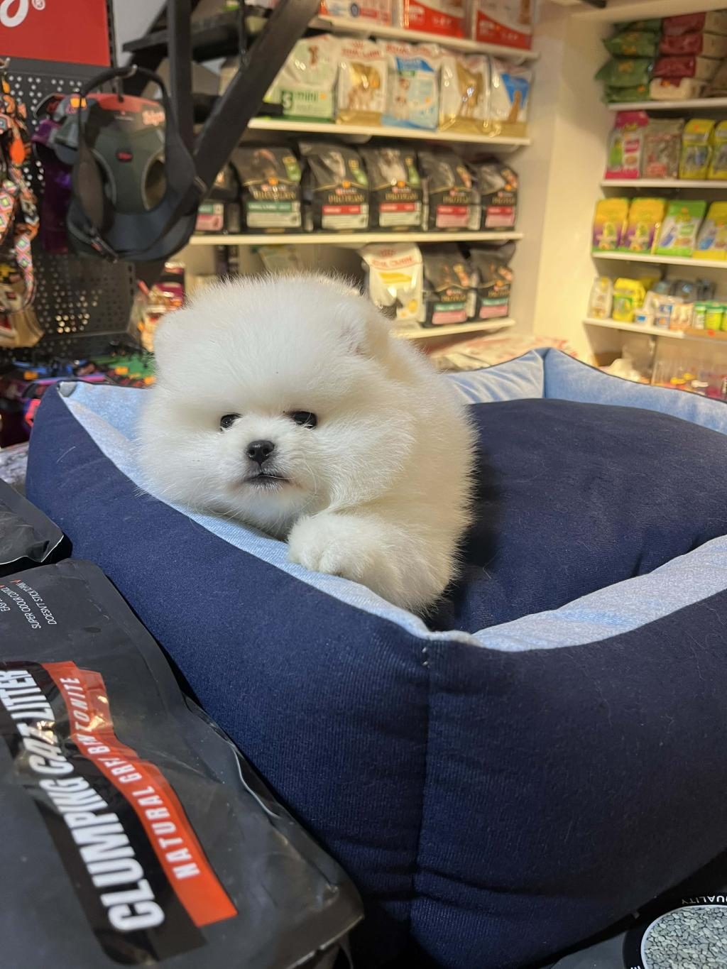 ORJİNAL TEDDY BEAR GARANTİLİ (AYI SURAT) POMERANİAN BOO