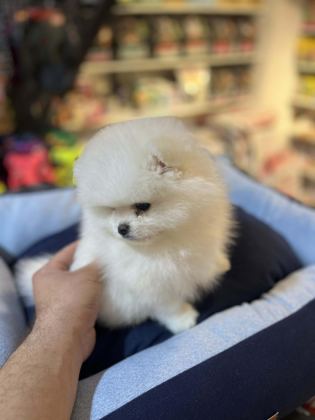 BİBLO GÜZELLİĞİNDE SHOW KALİTE POMERANİAN BOO