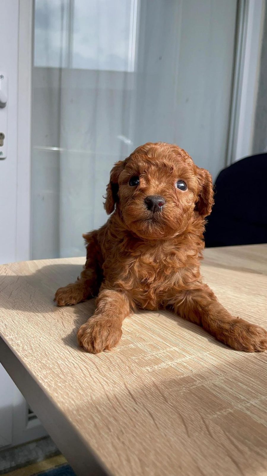 ORJİ̇NAL RED BROWN ORJİNAL KORE POODLE YAVRULAR