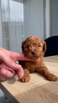 ORJİ̇NAL RED BROWN ORJİNAL KORE POODLE YAVRULAR