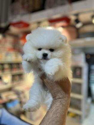SHOW CALASS MİKROCHİPLİ TEDDY BEAR SURAT POMERANİAN BOO