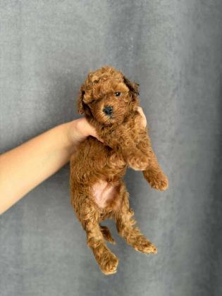 BİBLO GÜZELLİĞİNE SAHİP RED BROWN KORE POODLE YAVRULA
