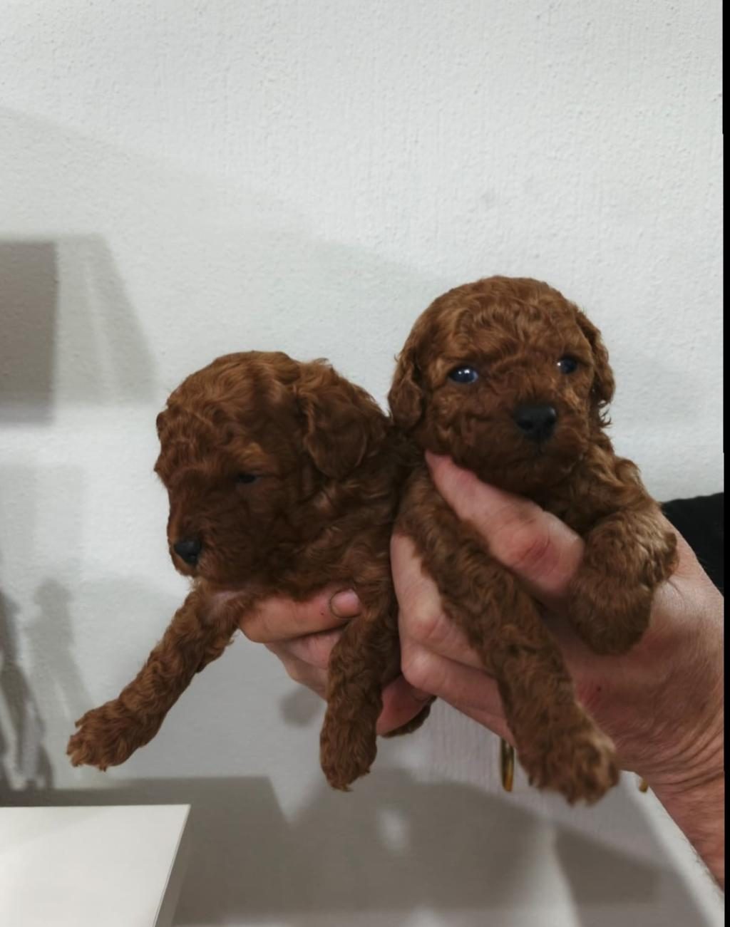 KORE POODLE