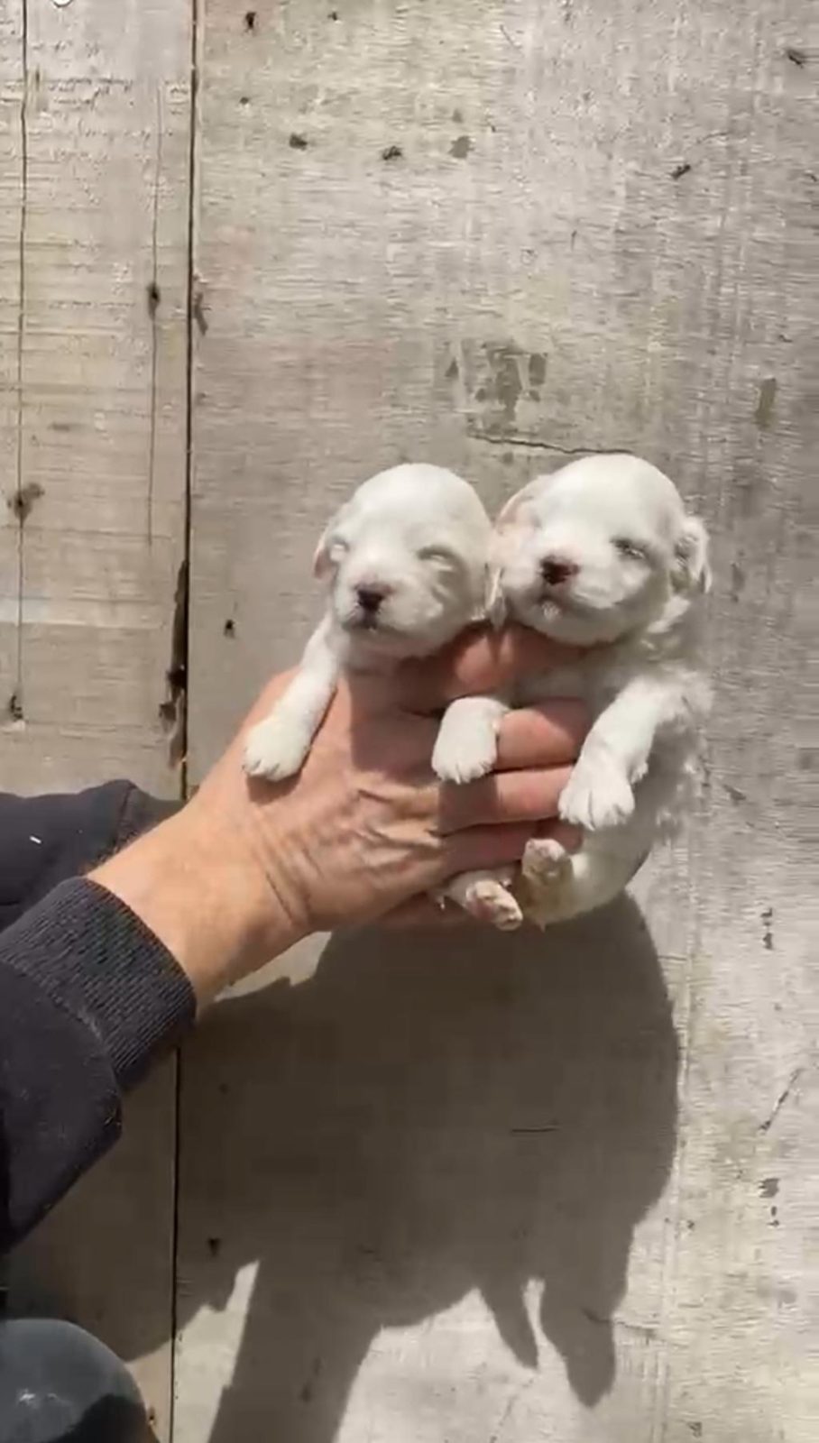 MALTESE YAVRULARIMIZ