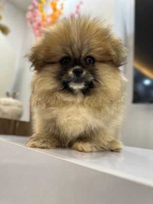 POMERANİAN BOO ORJİNAL