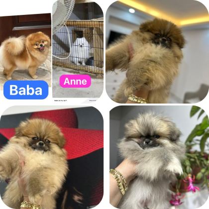 POMERANİAN BOO ORJİNAL