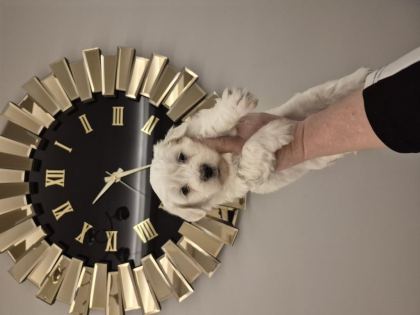 MALTESE TERRİER YAVRUM