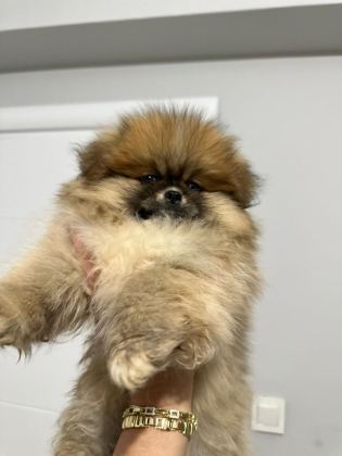 POMERANİAN BOO ORJİNAL
