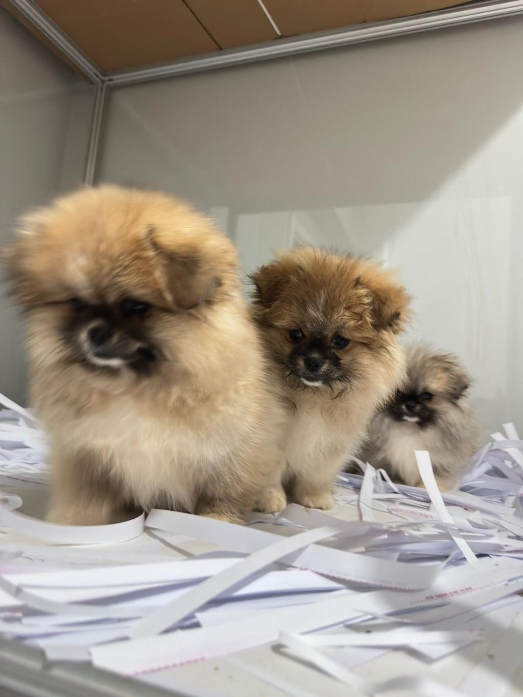 POMERANİAN BOO ORJİNAL