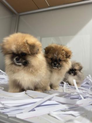 POMERANİAN BOO ORJİNAL