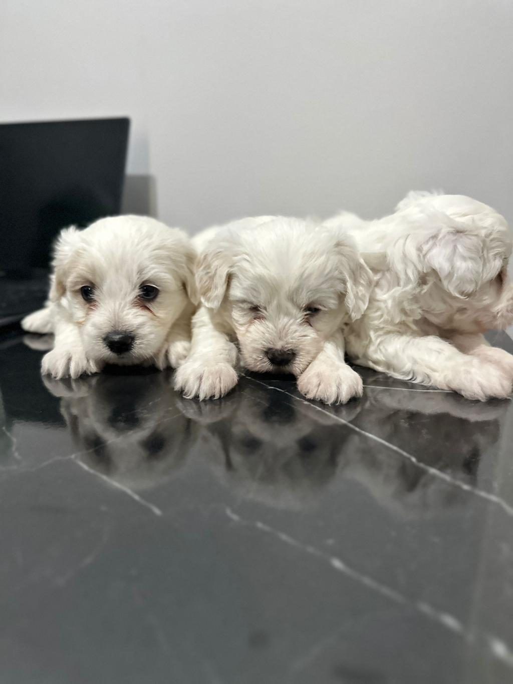 MALTESE TERRİER YAVRUM