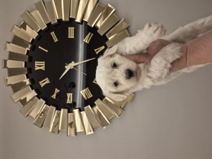 MALTESE TERRİER YAVRUM