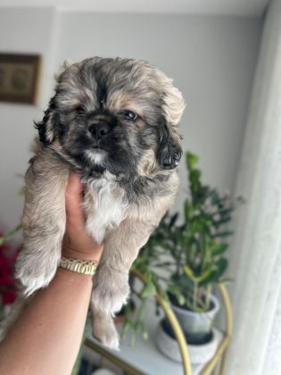 PEKİNEZ YAVRUM 55 GÜNLÜK PEKMEZ OĞLUM