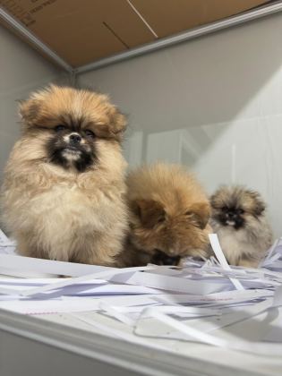 POMERANİAN BOO ORJİNAL