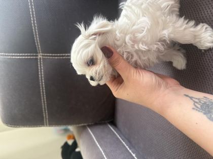 SAFKAN KORE MALTESE YAVRULARIM