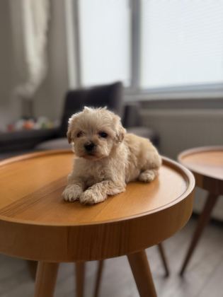 DİŞİ VE TEACUP ERKEK KORE MALTİPOO BEBİŞLER