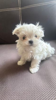 SAFKAN KORE MALTESE YAVRULARIM
