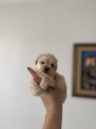DİŞİ VE TEACUP ERKEK KORE MALTİPOO BEBİŞLER