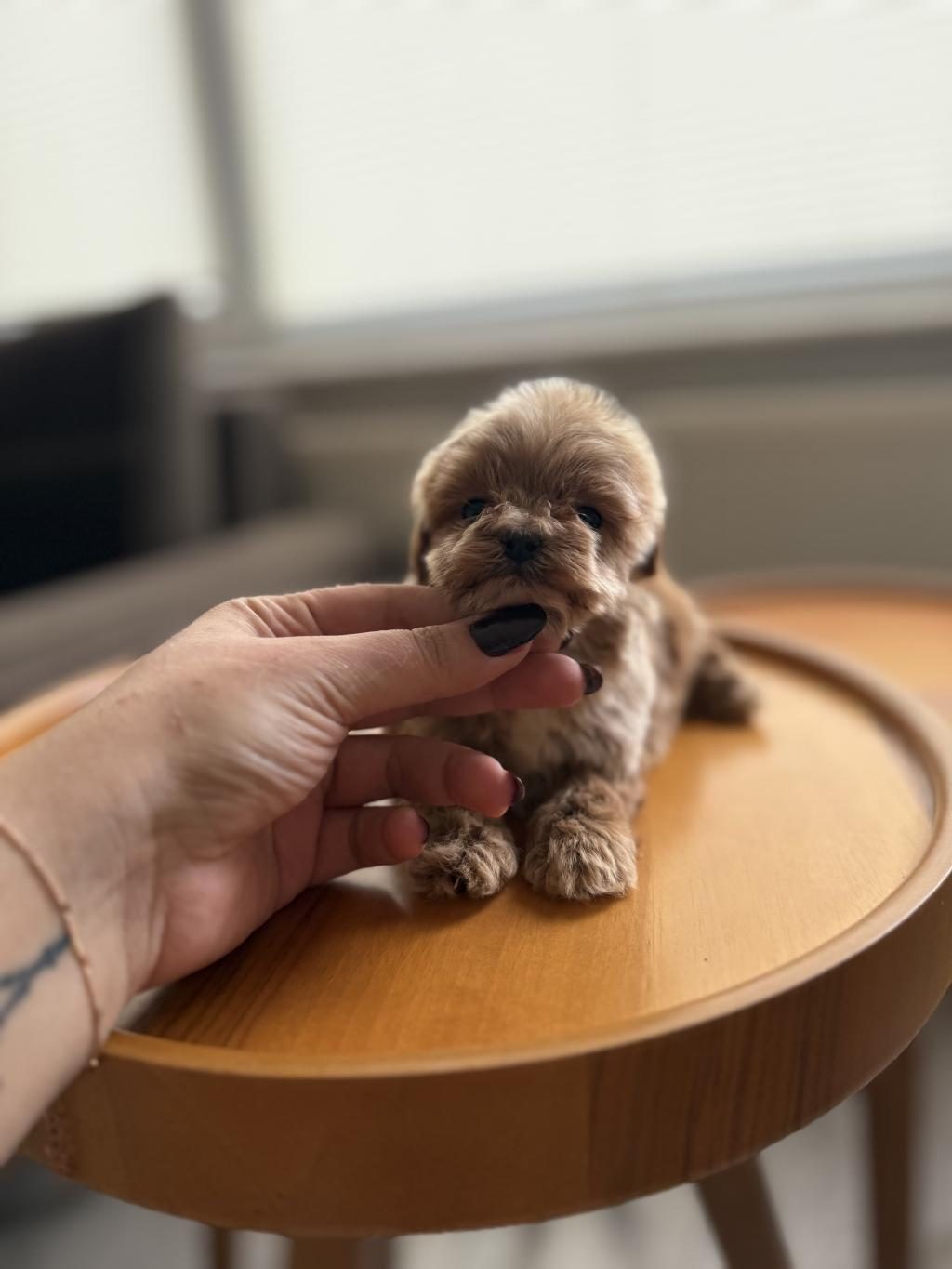 DİŞİ VE TEACUP ERKEK KORE MALTİPOO BEBİŞLER
