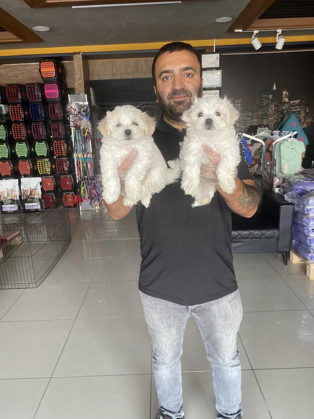 SHOW KALİTE MALTESE YAVRULAR ANKARA MAĞAZAMIZ
