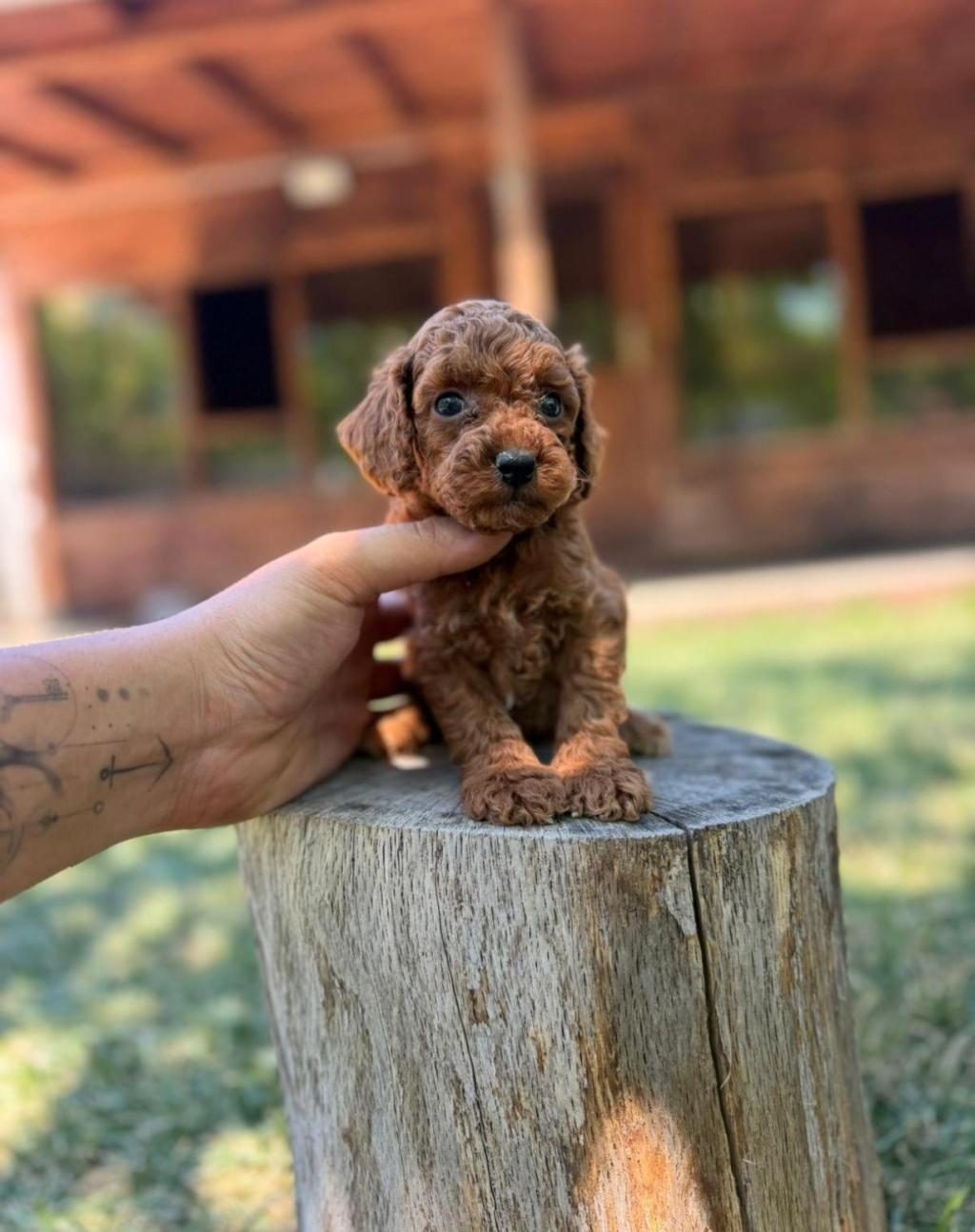 TAM BİR EV DOSTU TOY POODLE YAVRULARI