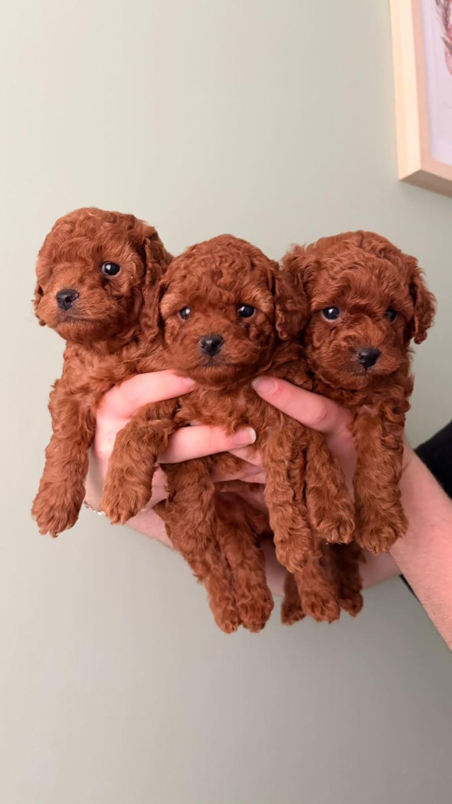 ORİJİNAL TOY POODLE YAVRULAR KÜTAHYA