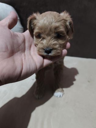 SAFKAN MALTİPOO YAVRULAR TEACUP BAKIRKÖY