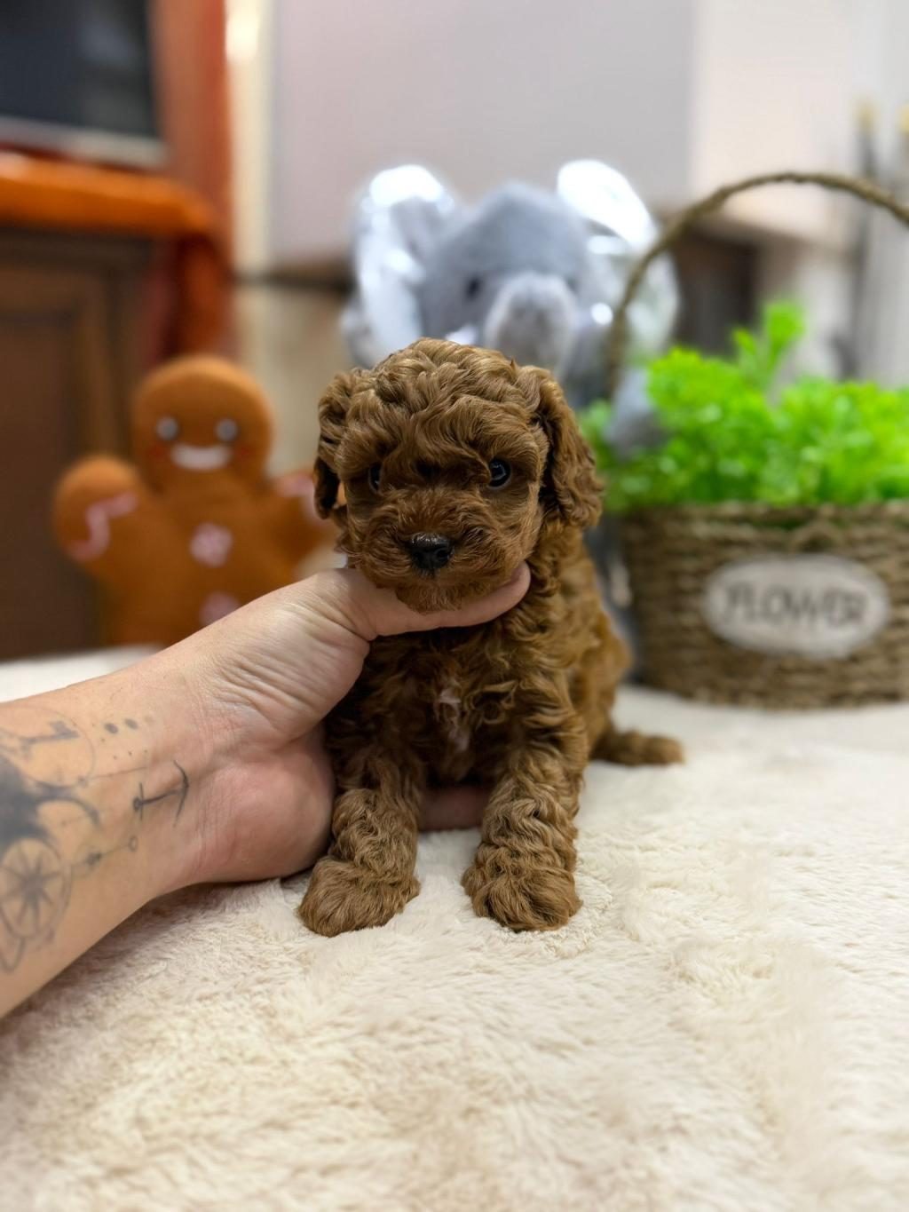 SAFKAN MALTİPOO YAVRULAR TEACUP BAKIRKÖY