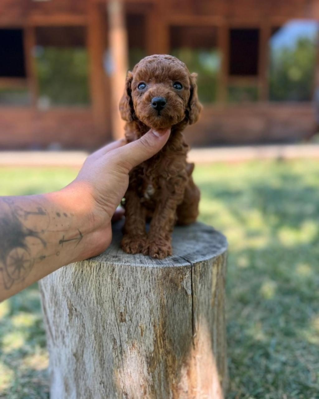 AİLE ORTAMINDA BÜYÜYEN TOY POODLE YAVRULARI