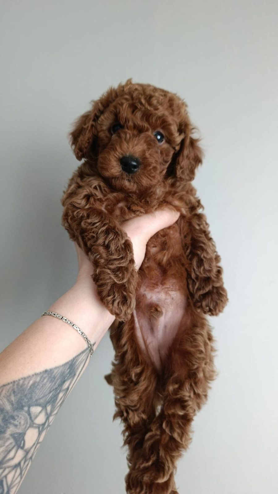 ORİJİNAL TOY POODLE YAVRULAR ESKİŞEHİR