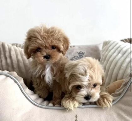 TÜRKİYENİN EN İYİ KORE MALTİPOO YAVRULARI