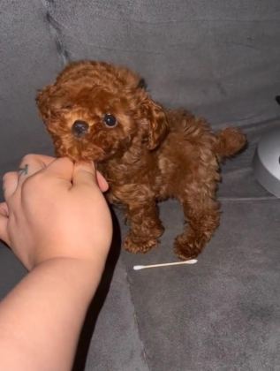 GERÇEK KORE POODLE YAVRULAR