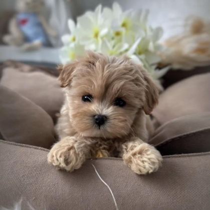KORE TEACUP MALTİPOO YAVRULAR