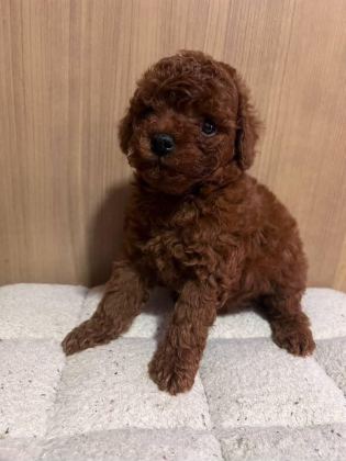 GERÇEK KORE POODLE YAVRULAR