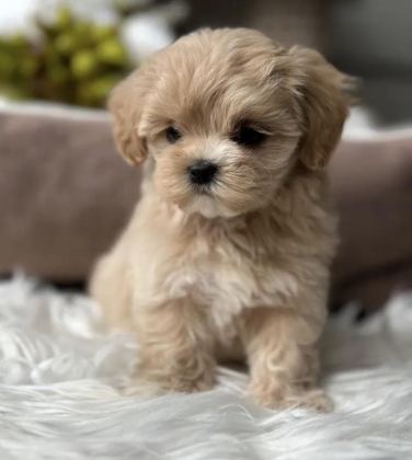 TEACUP KORE AŞILI EĞİTİMLİ YAVRULAR