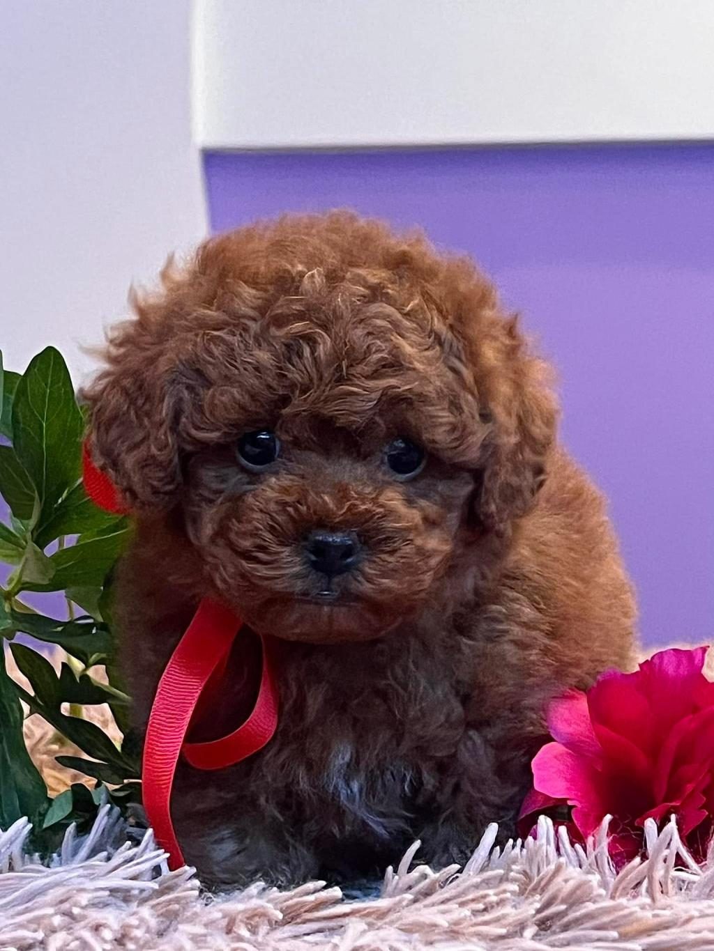 RED BROWN KORE TOY POODLE YAVRULAR