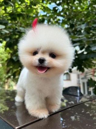 AYI SURAT BOO YAVRULAR