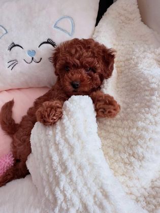 ÜST DÜZEY KORE TOY POODLE YAVRULAR