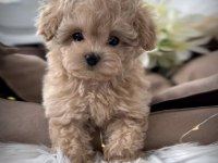 TÜRKİYENİN EN İYİ KORE MALTİPOO YAVRULARI
