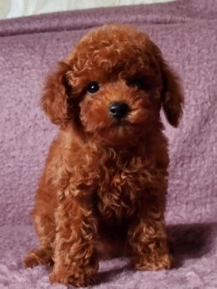 RED BROWN KORE TOY POODLE YAVRULAR