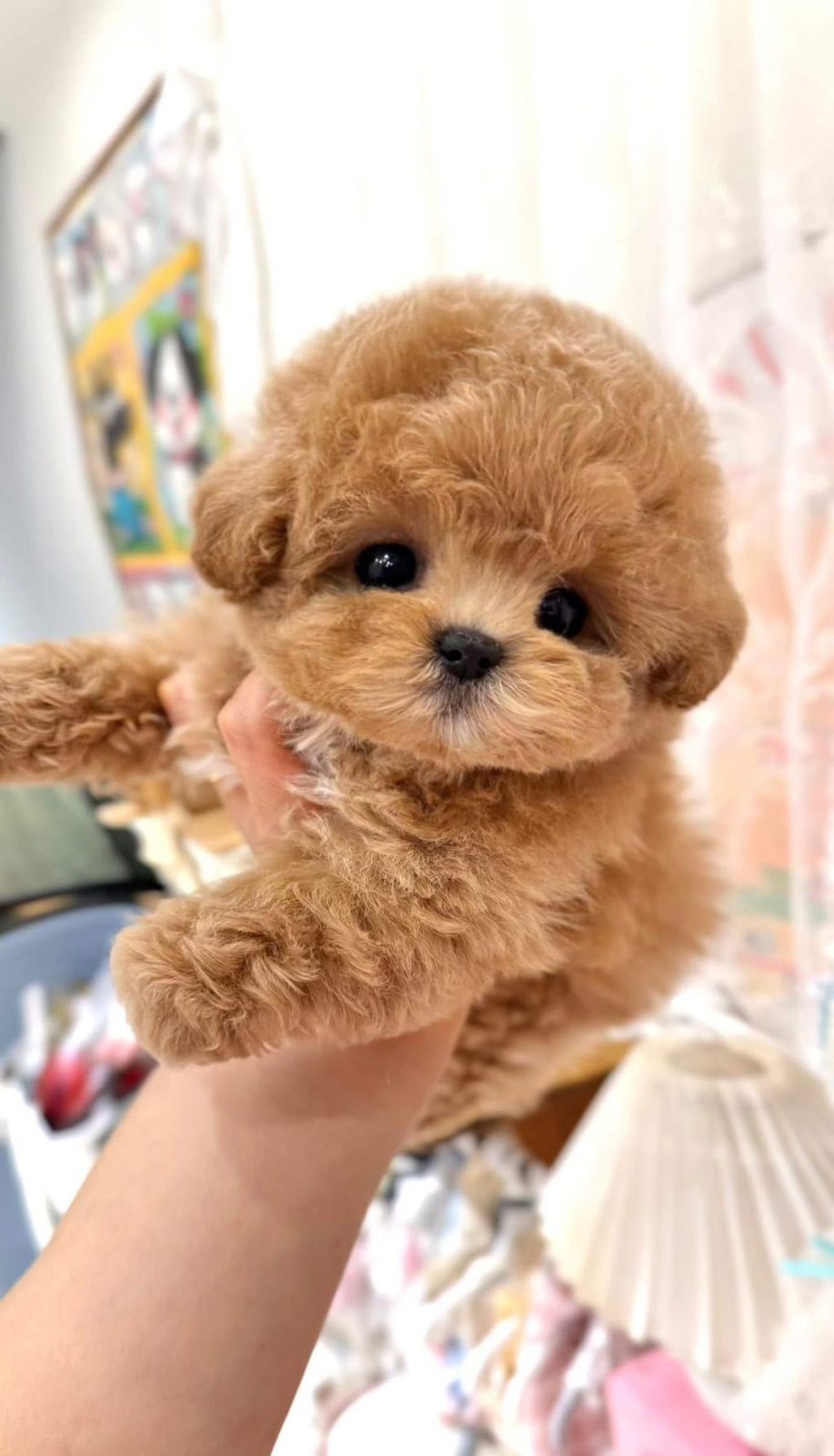 KORE MALTİPOO YAVRULARI