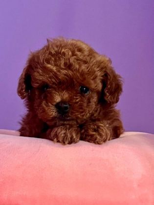 TEACUP KORE POODLE YAVRULAR