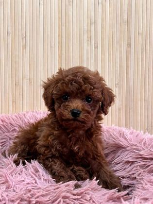 TEACUP KORE POODLE YAVRULAR
