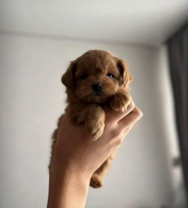 TÜRKİYE’NİN TEK MİCRO MALTİPOO YAVRULARI