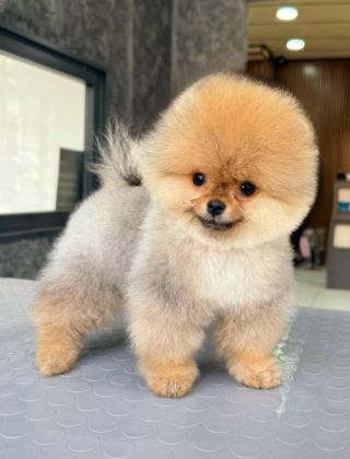 AYI SURAT BOO YAVRULAR