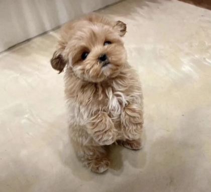 TÜRKİYENİN EN İYİ KORE MALTİPOO YAVRULARI