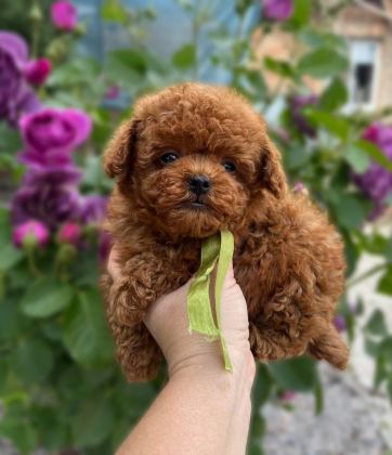 RED BROWN KORE TOY POODLE YAVRULAR